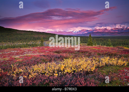 Vue panoramique de la toundra alpine avec l'Alaska dans l'arrière-plan avec alpenglow au coucher du soleil dans le parc national Denali, Alaska Banque D'Images