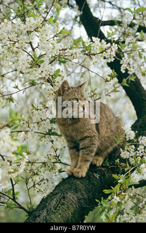 Chat tigré - sitting on tree Banque D'Images