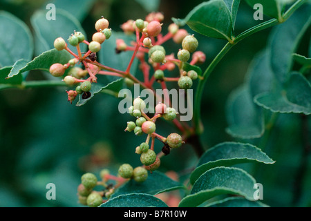 Chinese-Poivre, Poivre chinois, chinois prickly ash, flatspine prickly ash (Zanthoxylum simulans), avec des fruits Banque D'Images