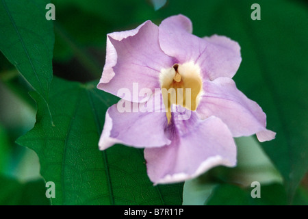 Le discoureur, vigne vigne trompette bleu (Thunbergia laurifolia), blooming Banque D'Images