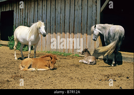 Deux chevaux Islandais avec poulains en face de stable Banque D'Images