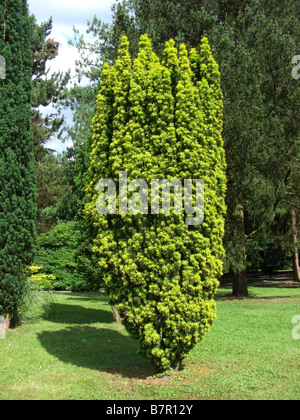 L'if commun (Taxus baccata 'Fastigiata Aurea', Taxus baccata Fastigiata Aurea), de l'habitude de trier Fastigiata Aurea Banque D'Images