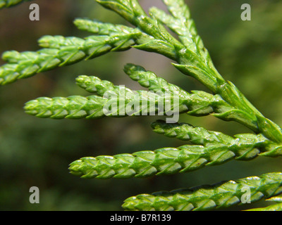 Le thuya géant (Thuja plicata), côté inférieur d'une brindille Banque D'Images