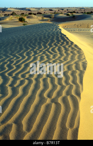 Sur les habitudes de sable dunes de Sam dans le désert du Thar près de Jaisalmer Banque D'Images