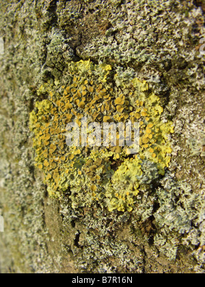 Lichen orange jaune commun, échelle, maritime sunburst (lichen Xanthoria parietina), sur un journal Banque D'Images