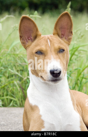 Basenji - lying on wall Banque D'Images
