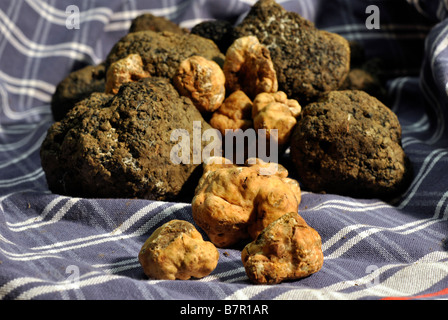 Des truffes noires et blanches sur un chiffon traditionnel utilisé pour préserver leur fraîcheur Banque D'Images
