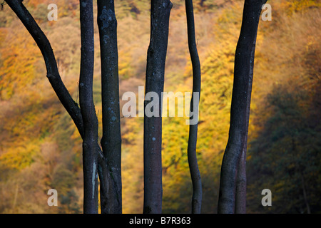 Bäume im Herbst, Banque D'Images