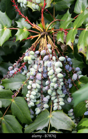 Raisin d'Oregon, Mahonia aquifolium, Berberidaceae Banque D'Images