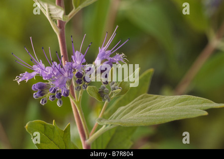 Caryopteris x clandonensis 'Worcester Gold' AGM Banque D'Images