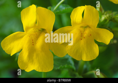 Mimulus guttatus (Monkey flower, musc) Banque D'Images