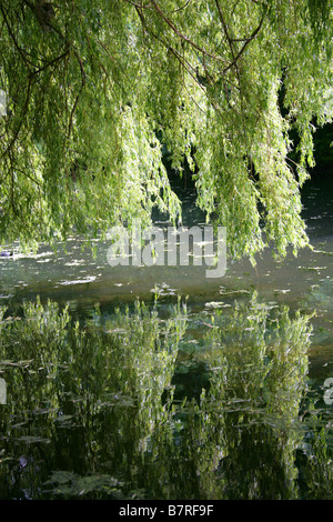 Saule pleureur, Salix babylonica, Salicaceae Banque D'Images