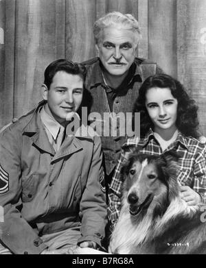 Courage de Lassie Année : 1946 USA Elysabeth Taylor, Frank Morgan, Tom Drake directeur Fred M. Wilcox Banque D'Images