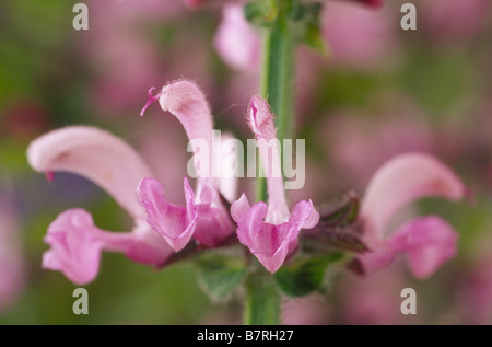Salvia pratensis 'Lapis Lazuli' (Meadow clary,Meadow sage) Banque D'Images