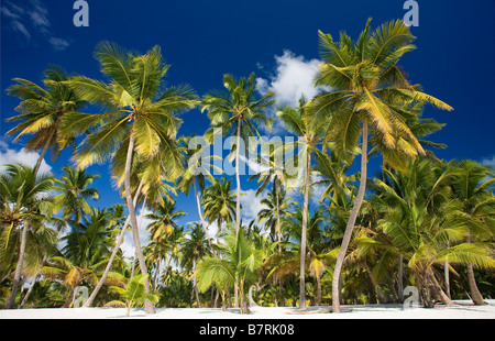 Plage sur l'île de Saona NATIONAL Parque del Este RÉPUBLIQUE DOMINICAINE CARAÏBES Banque D'Images