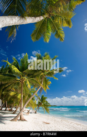 Plage sur l'île de Saona NATIONAL Parque del Este RÉPUBLIQUE DOMINICAINE CARAÏBES Banque D'Images