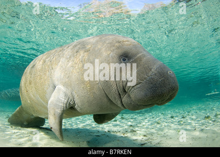 Lamantin Antillais Trichechus manatus latirostris Florida Banque D'Images