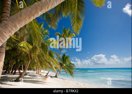 Plage sur l'île de Saona NATIONAL Parque del Este RÉPUBLIQUE DOMINICAINE CARAÏBES Banque D'Images