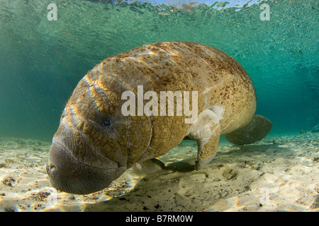 Lamantin Antillais Trichechus manatus latirostris Florida Banque D'Images