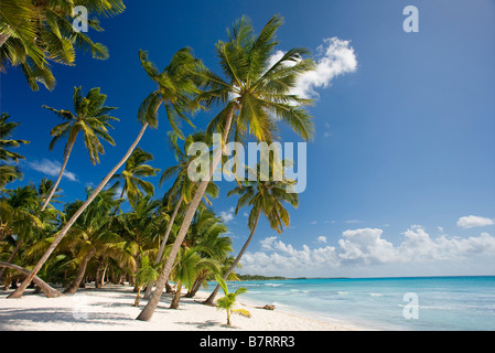 Plage sur l'île de Saona NATIONAL Parque del Este RÉPUBLIQUE DOMINICAINE CARAÏBES Banque D'Images