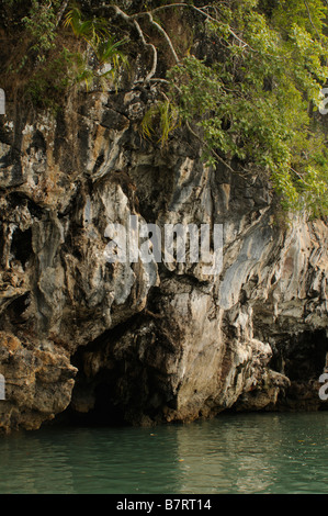 Dans la grotte de mangrove, Thaïlande Banque D'Images