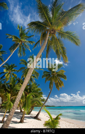 Plage sur l'île de Saona NATIONAL Parque del Este RÉPUBLIQUE DOMINICAINE CARAÏBES Banque D'Images