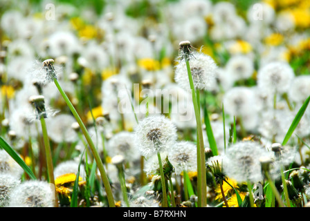 Un champ de pissenlits et l'ensemencement en fleurs Banque D'Images