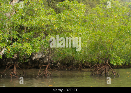 Mangroves, Ao Thalane, Thaïlande Banque D'Images