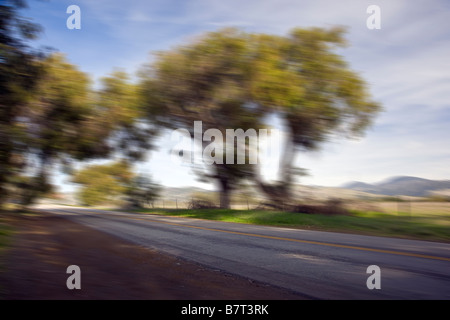 Pan d'action l'image du barbouillage de tree lined side road off Rt. 1, San Simeon, California, USA Banque D'Images