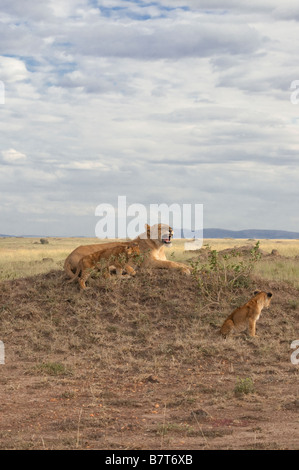 Lionne africaine grogner sur son cub de le rappeler Banque D'Images