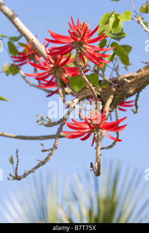 Coral Tree Bloom Banque D'Images