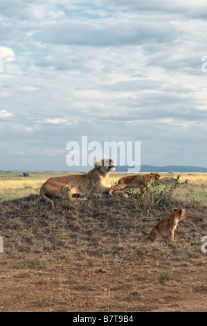 Lionne africaine tout en growl oursons jouer en face d'elle Banque D'Images