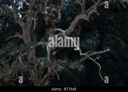 Branches du chêne-liège dans le Parc National de Circeo en Italie Banque D'Images