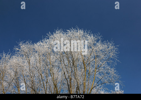 Une gelée blanche sur les branches d'un arbre Banque D'Images