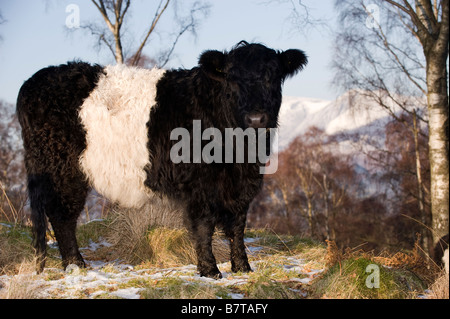 Belted Galloway cattle outwintering sur terrain accidenté dans le cadre d'un plan de conservation Cumbria Banque D'Images