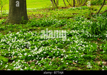 White canada violettes fleurissent dans un parc au printemps Banque D'Images