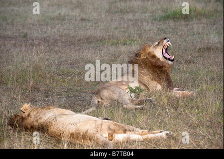 Les lions africains laying in grass Banque D'Images