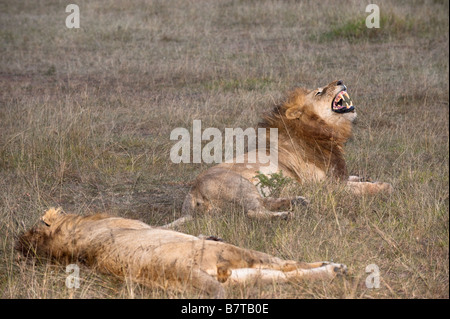 Deux d'Afrique lions (Panthera leo) Banque D'Images