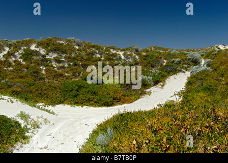 Bush et des dunes de sable de la côte ouest de l'Australie entre Lancelin et Cervantes Banque D'Images