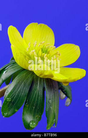 Eranthis hyemalis Aconit d'hiver close up Banque D'Images