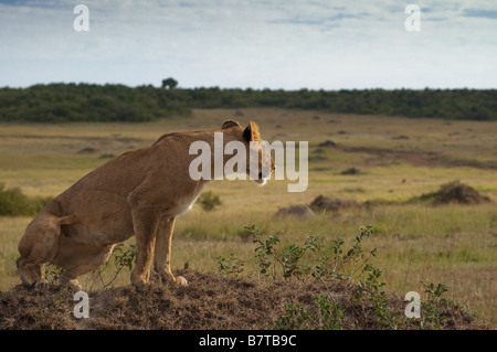 Lionne africaine assis sur le dessus de termitière Banque D'Images