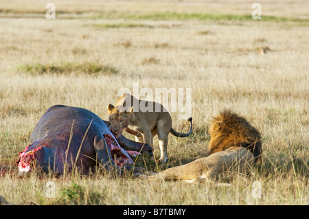 Bâfrant Lions vers le bas de la carcasse d'hippopotame dans la réserve nationale de Masai Mara au Kenya. Banque D'Images