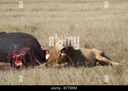 Lion mâle se reposant après la chasse et son trophée Banque D'Images