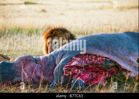 Afrique du lion (Panthera leo) se nourrissant de tuer Banque D'Images