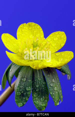 Aconit d'hiver. Eranthis hyemalis close up Banque D'Images