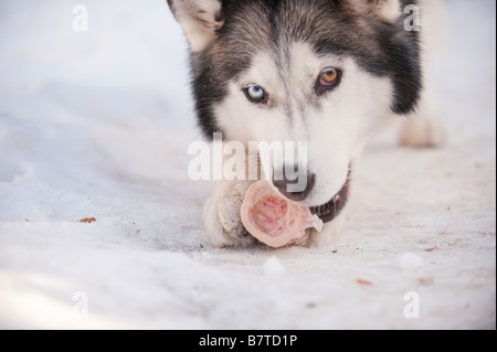 Un Husky de Sibérie MÂCHONNE UN OS DANS LA NEIGE Banque D'Images