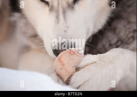 Un Husky de Sibérie MÂCHONNE UN OS DANS LA NEIGE Banque D'Images