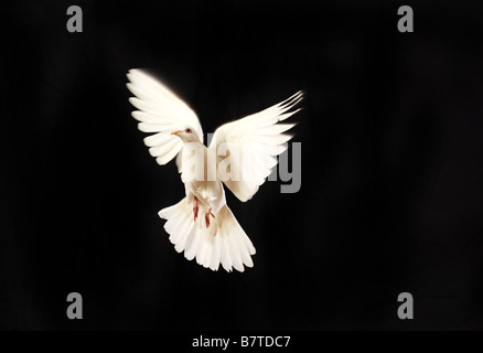 Flying white dove isolated on black Banque D'Images