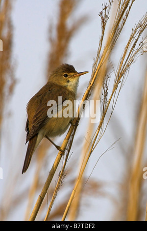 (Acrocephalus scirpaceus reed scirpaceus), assis sur reed, Allemagne, Rhénanie-Palatinat Banque D'Images