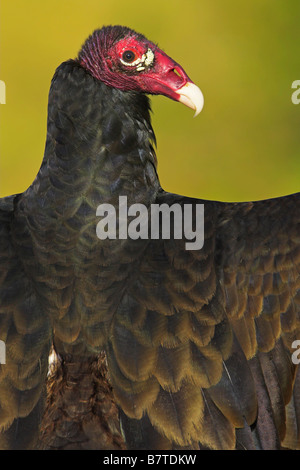 Urubu à tête rouge (Cathartes aura), portrait, USA, Floride Banque D'Images